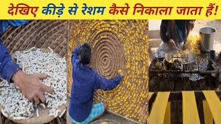Sericulture || सिल्क की खेती कैसे किया जाता है? || How to Extract Silk from Silkworm.