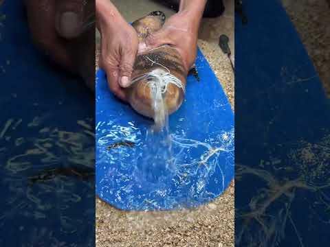 what inside sea cucumber #viral #shorts #foryou