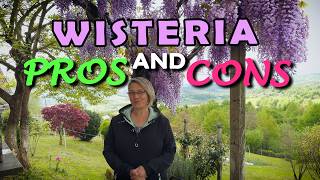 Wisteria - Watch This Before Planting One!