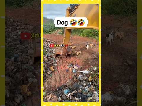 Hoga Tumse pyara😝//fun sub //#youtubeshorts #funny #trending #dogdance #labrador #viral