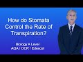 Stomata Functions and Behavior