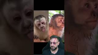 Macaco guerreiro, a história não está batendo #biologohenrique #animais #bichoesperto #biologo