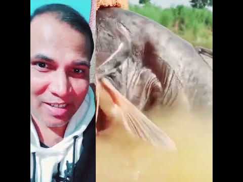 দেখুন মাছে মাছ শিকার করে