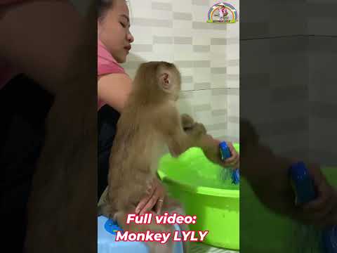 Monkey Lyly loves to bathe #shorts #monkey #youtubeshorts #viralshort #cutefunny