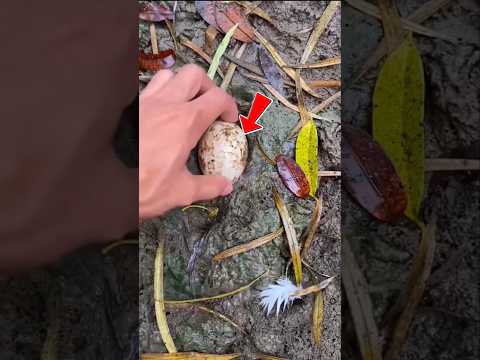 Man Found A Mysterious Egg In The Mud #shortsvideo