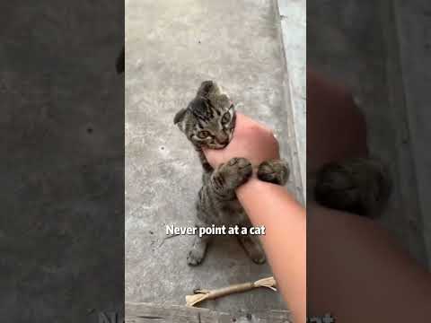 Never point at a cat