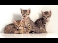 Understanding Cat Behavior and Characteristics