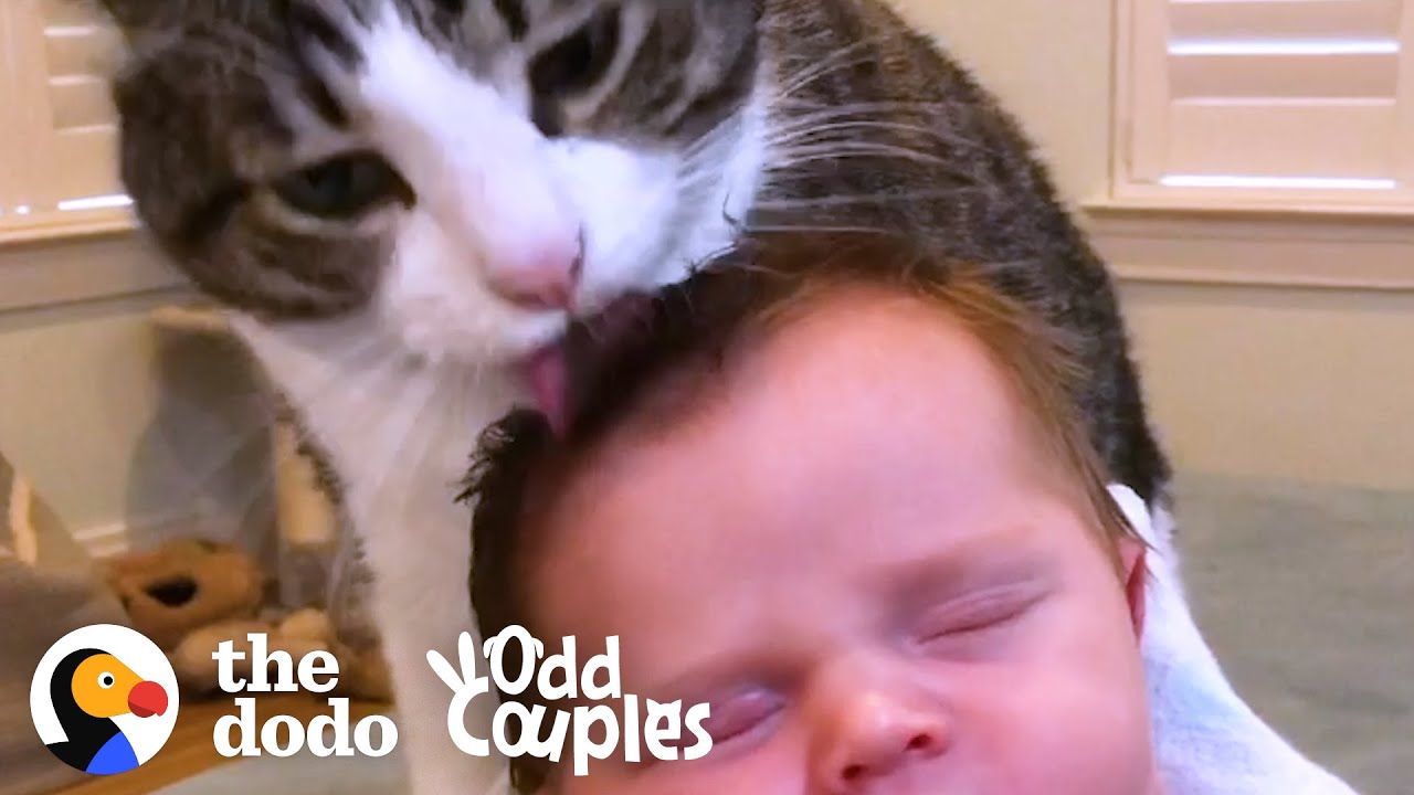 Cat Doesn’t Want Anyone to See Her Soft Side Odd Couples