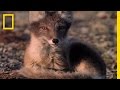 Arctic Fox and Its Survival Strategies