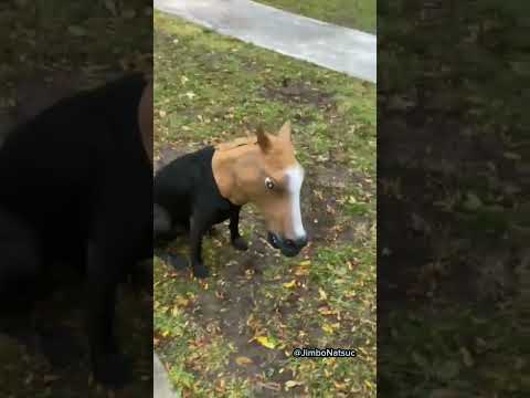 funny Dog compilation pt41 #amazingpets #dog #funnypuppy #funnydog #funny #adorabledog #funnypet