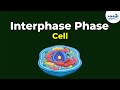 Cell Cycle Phases and Functions