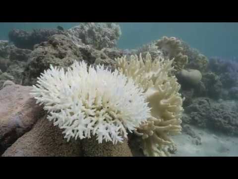 Hot Docs 2017 Trailers: CHASING CORAL