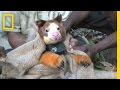Tree Kangaroo Behavior and Conservation