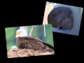 Adaptations of Animals and Plants
