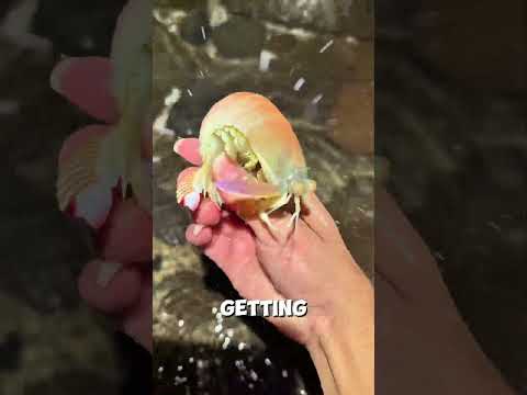 He Eats Everything... Except 🐡#shorts