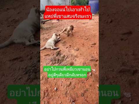 เพื่อนลูกลิงน้อยเราแสบจริงเอาเท้าไปแหย่เขาก่อนเหมียวเอาจริงวิ่งตู๊ดแล็บไงละ