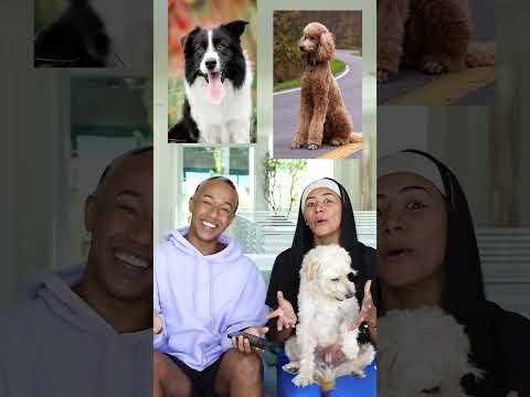JÚ ARAÚJO TROCA SLINK POR OUTRO CACHORRO!!!