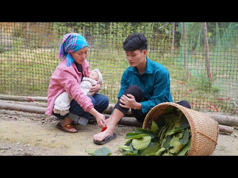 Hien was injured at work, Gau harvest vegetables to sell at the market