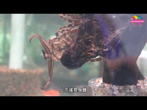 爸爸超級帥系列~昆蟲界模範爸爸：大田鱉和負子蟲 - YouTube(1分54秒)