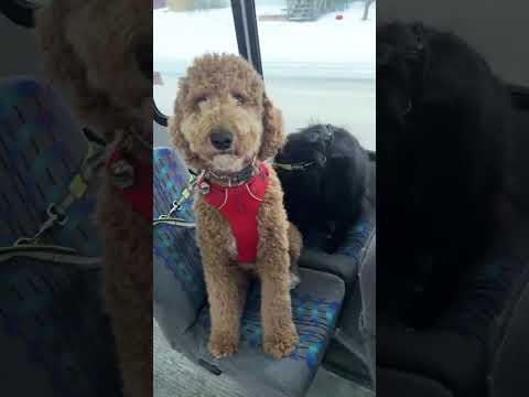 The best bus ride in the world #dog #viral #animals