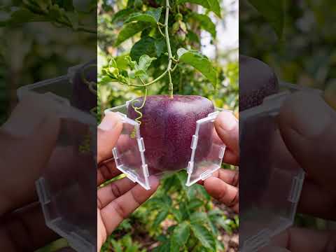 This Passion Fruit Grew Into a Perfect Cube ๐ฃ๐ง