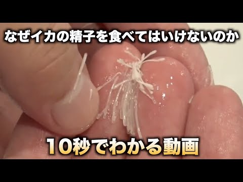 なぜイカの精子は食べてはいけないのか10秒でわかる動画　#shorts