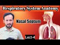 Nasal Septum Anatomy and Innervation