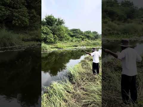 Tilapia fishing #shortvideo #short #youtubeshorts