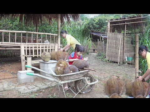 Experience harvesting jackfruit on a small farm with mom# hoài tay farm