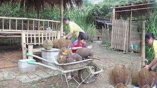 Experience harvesting jackfruit on a small farm with mom# hoài tay farm