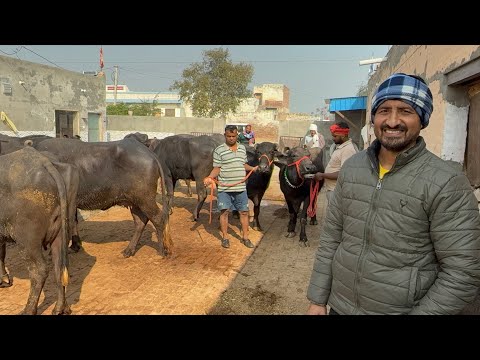 👍 2 मुर्रा भैंस , 109000-125000 में 13-16 लीटर दूध जा रही ग़ाज़ियाबाद उत्तर प्रदेश हरियाणा से