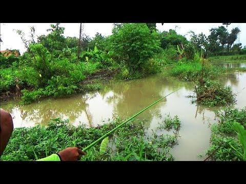 Seperti inilah saya mancing di saat musim hujan,,Susah sekali mas bro