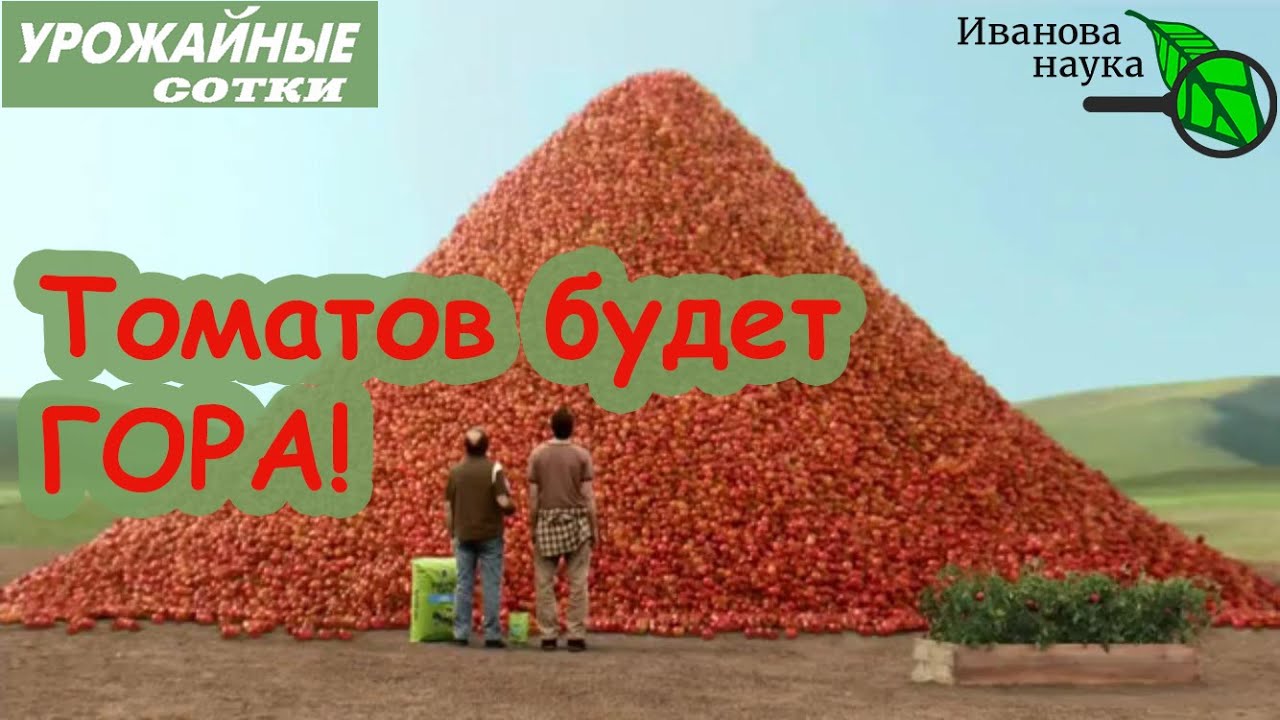 Томаты вмиг завяжутся полными гроздьями без подкормок! Достаточно одной таблетки!
