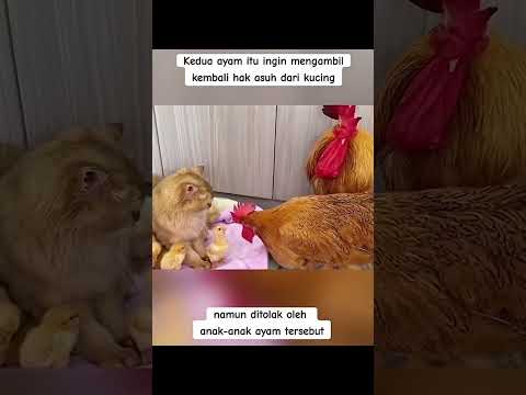 Ayoo pulang anak2 .#funnyanimal #kucinglucu #cut chikent