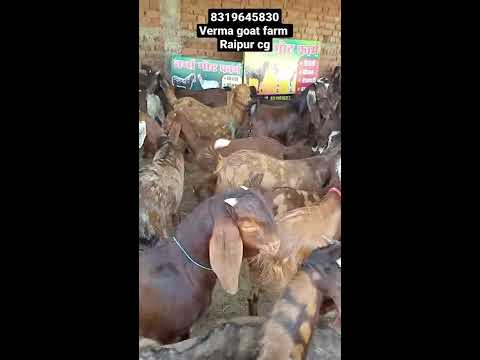 #shortsvideo ।verma goat farmcg। सिरोही बकरी के 25 kg के बच्चे। Sirohi goat's kids