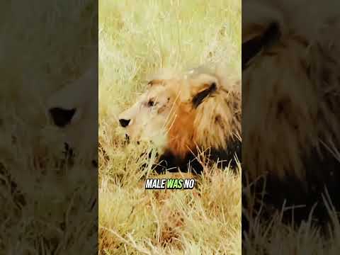 #animals #animalworld #lion #lions