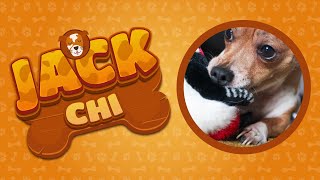 Jack Chi: Jack Russell Chihuahua Mix