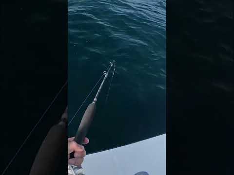 Octopus catches Tasty Fish!!