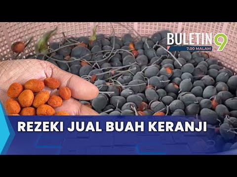 Penoreh Getah Cari Duit Lebih Jual Buah Keranji