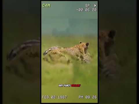 A stroke or bad luck - the cheetah’s leg was broken. #wildanimals #animals #foryou