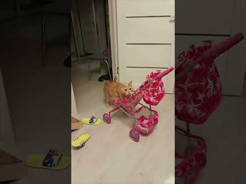 кот катается на коляске