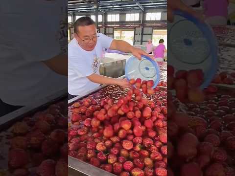 आखिर चाइनीज लीची कैसे होते हैं।। #shorts #youtubeshorts #fruit #lichi #farming #farm