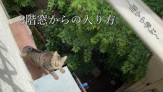 Cat Jump