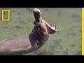 Hippo Spa Experience and Fish Roles