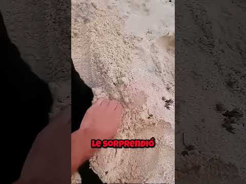 Estaba Jugando Tranquilo en la Playa… ¡Y Llegó un Gato! 😂🐱