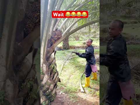 Wait 😂😂😂 #malaysia #india #shorts #viralshorts #ytshortsvideo #foryou #harvesting