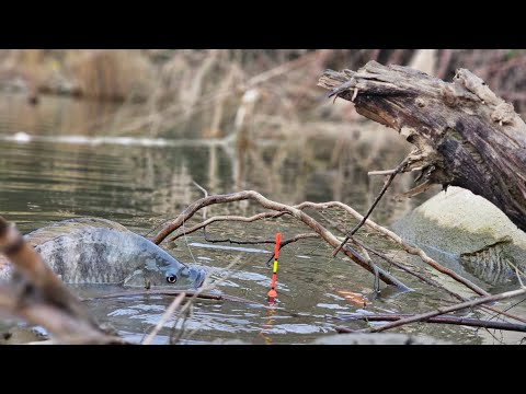 Sampai putus,,!! Mancing ikan nila SERASA predator ganas bukan main kawan