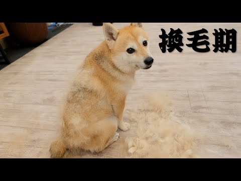 どんなに大量の毛を抜いても数日後には大量に毛が発生してしまう柴犬【換毛期】