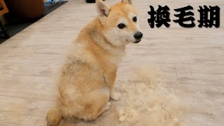どんなに大量の毛を抜いても数日後には大量に毛が発生してしまう柴犬【換毛期】