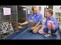 Veterinary Experience and Procedures